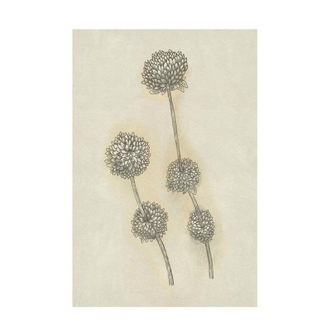 Trademark Fine Art - Katie O'shea Seed Pods Study Ii Canvas Art - 22 X ...