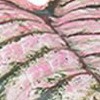 light pink 110cm [with basin]
