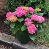 National Plant Network Live Outdoor 4" Hydrangea Plants - 3ct - 3 of 4