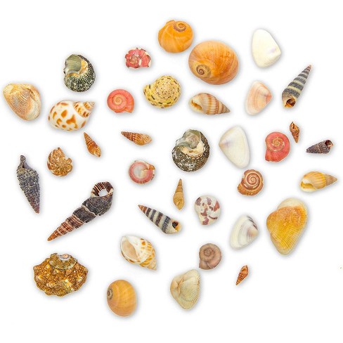 Craft & Decor Sea Shells Mini Turritella Screw Natural seashells 