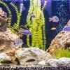Unique Bargains Ceramic Aquarium Hideaway Rock Cave Fish Tank Decoration Light Brown 3.43x3.35x2.24 Inches - 2 of 4