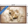 Trends International Keith Kimberlin - Puppies - Golden Retrievers Cuddling Framed Wall Poster Prints - 3 of 4