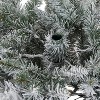 TackView Artificial Christmas Tree, Large Flocked Slim Pencil Christmas Tree with Lights, Snowy Branch Tips, Metal Stand for Living Rooms - 4 of 4