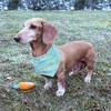 Luvable Friends Dog Reversible Pet Dog and Cat Bandana Bibs 2pk, Banana Dino, One Size - 4 of 4