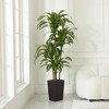 DR.Planzen UV Resistant Artificial 6-7FT Tall Pre Potted Dracaena Tree with White/Brown Tall Square Planter for Indoor Outdoor House Home Decor - 2 of 4