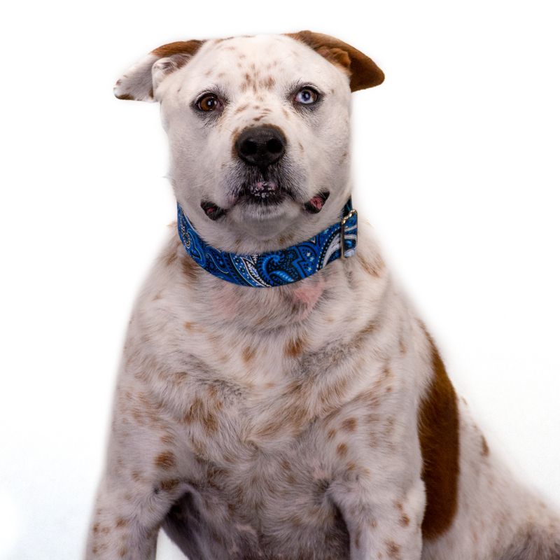 Country Brook Petz 1 1/2 Inch Premium Blue Paisley Dog Collar, 2 of 6