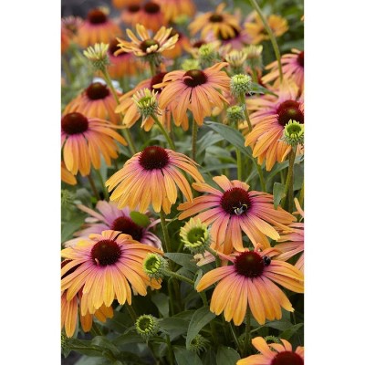  3pc Echinacea Rainbow Marcella - National Plant Network 