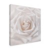 Trademark Fine Art -Cora Niele 'Soft White Rose' Canvas Art - 4 of 4