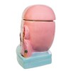 Kurt Adler I Love Lucy Chocolate Factory Cookie Jar - 4 of 4