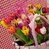 Van Zyverden 50ct Bulbs Tulips Long Stemmed Mixture - 2 of 4