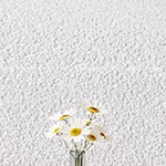 cream white
