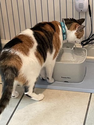 Cat drinking fountain target hotsell