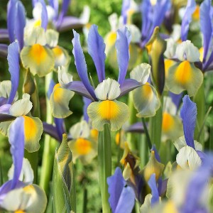 25ct Dutch Iris Miss Saigon Bulbs - Van Zyverden - 1 of 4