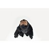 Collectible Wildlife Gifts | Gorilla, Silverback, Stuffed Animal Toy, Educational, Plush Realistic Figure, Lifelike Model, Replica, Gift, 8 - 2 of 4