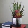 Northlight 15" Succulents and Agave Artificial Potted Plant - Green/Red - 2 of 4