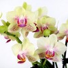 Green Circle Growers 4" Yellow Orchid Houseplant Sage Green Planter - 2 of 4