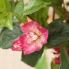 Kazeila Artificial Bougainvillea Tree with White Planter, Tall Faux Bougainvillea Trees with Red Flowers - 3 of 4