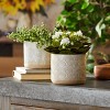 Porcelain Geometric Patterned Planter (Set of 2) - 4 of 4