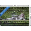 Trends International The Comedy Wildlife Photography Awards: Delphine Casimir - The Rainforest Dandy Unframed Wall Poster Prints - 3 of 4
