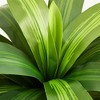 5-6ft UV & Sunproof Artificial Dracaena Tree for Indoor/Outdoor - Faux Silk Plant in Tall Planter, Tall Faux Tree for Home & Garden Decor - 3 of 4