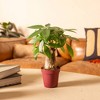 Live 4" Pachira Stump Potted Houseplant - 2 of 3