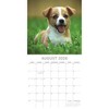 2026 Square Wall Calendar, Jack Russells, 16-Month Paw Prints Theme with 180 Reminder Stickers (12x12 In) - 3 of 4