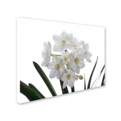 Trademark Fine Art -Kurt Shaffer 'Paper White Bouquet' Canvas Art
