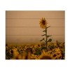 Trademark Fine Art Dan Ballard Sunflowers Fog Wood Slat Art - 3 of 4