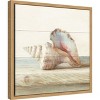 Amanti Art Driftwood Shell IV by Danhui Nai Canvas Wall Art Print Framed 16 x 16-in. - 3 of 4