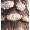 Transpac Resin 11 in. Multicolor Christmas Pinecone Snow Tree - 2 of 4