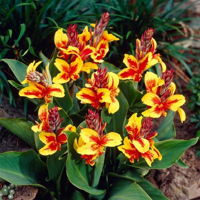 5ct Cannas Reine Charlotte Bulbs - Van Zyverden