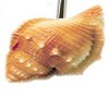 Carnation Home Fashions "Scuba Jewels" Resin Shower Curtain Hooks - Multi 1.5x1.5" - 3 of 3