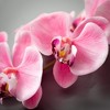 Sullivans Artificial Pink Phalaenopsis Spray 35"H - 2 of 2