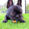 Midlee X-Small Dog Tennis Balls 1.5" Pack of 12 - 2 of 4