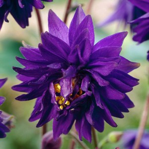 Van Zyverden 5ct Roots Aquilegia Columbine Blue Barlow - 1 of 4