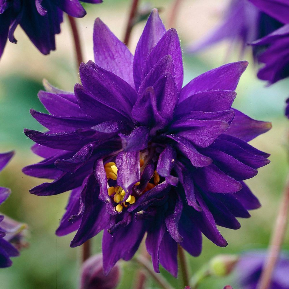 Photos - Garden & Outdoor Decoration Van Zyverden 5ct Roots Aquilegia Columbine Blue Barlow