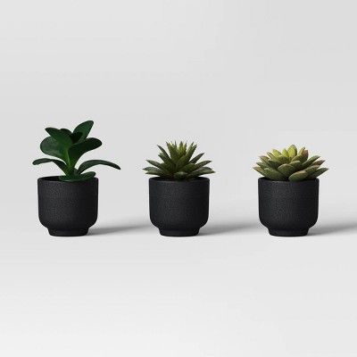 Succulent Multipack - Room Essentials™