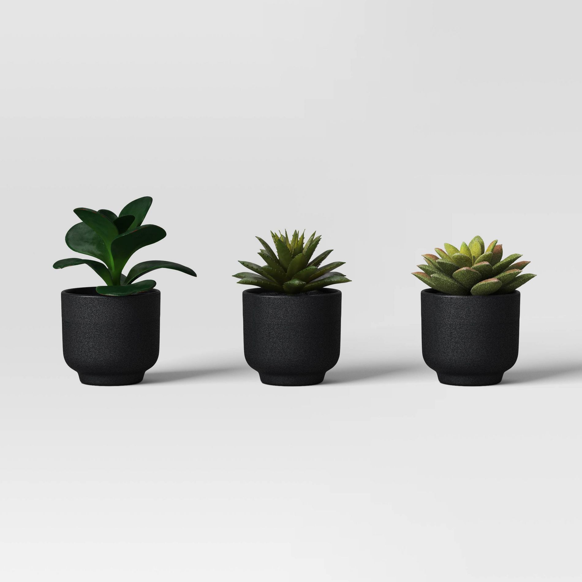 Succulent Multipack - Room Essentials™