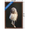 Trends International Curious Burrowing Owlet Framed Wall Poster Prints - 3 of 4