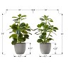 Cesicia 14" Tall Artificial Plant with Grey Pots, Ficus Leaves, Set of 2 - 2 of 4