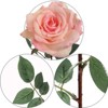 Floral Home 30" Pink Queen Anne Rose - 12-Piece - 3 of 4