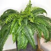 Sullivans Artificial Boston Fern Plant 34"W Green - 4 of 4