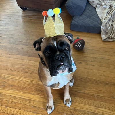 Birthday Crown Dog Hat - Gold - 6