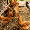 Large Size Galvanized Hexagonal Floral Green Chicken Wire, Outdoor Anti-Rust Chicken Wire Poultry Netting for Garden, Large Chicken Coop Wire Fencing - 4 of 4