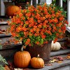 12 Bundles Artificial Fall Flowers Outdoor Fake Mums - Fake Plants UV Resistant No Fade Faux Plastic Greenery Orange - 4 of 4