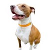 Diphda Sunflower Yellow Cactus Collar - 2 of 3