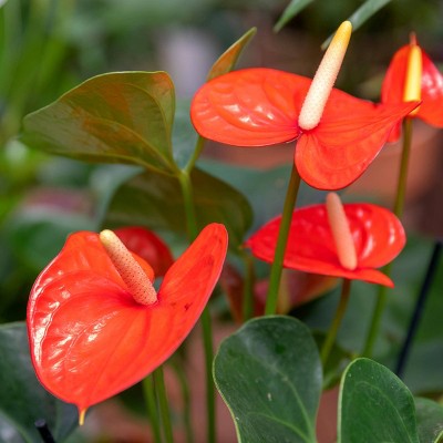 Anthurium Aren't you Orange - National Plant Network