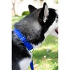Country Brook Design Martingale Heavyduty Nylon Dog Collar - 3 of 4