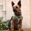 Doggie Design American River Choke Free Dog Harness Ombre Collection-Limestone Gray - 3 of 4