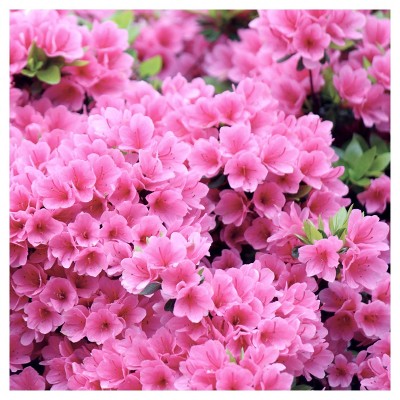 Azalea 'Pink Ruffle' 1pc - National Plant Network U.S.D.A Hardiness Zone 8-10